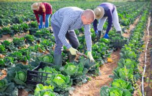 Farm workers harvest vegetables.